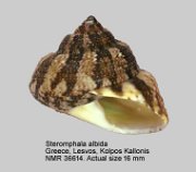 Steromphala albida (19)